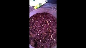 Хризантема корейская, выращивание из семян. шаровидная хризантема, мультифлора