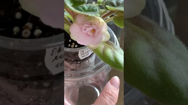 ? ЕК - Розовые Лотосы ? Нежно-розовые цветы с нижними молочно-салатовыми листиками ? #фиалки