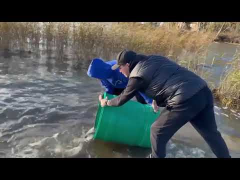 Уральские экологи вместе с депутатом Вихаревым оздоравливают водоемы смотреть онлайн