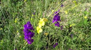 Июнь на околице. Цветы, бабочки, жучки.