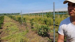 Честный небольшой обзор.Ежевика Коламбия Стар.