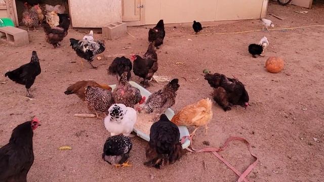 СОБИРАЕМ ПОСЛЕДНИЕ ПОМИДОРЫ /ОБЗОР КУРОЧЕК смотреть онлайн