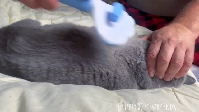 Как красиво расчесать британского кота мужскими руками смотреть онлайн