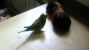 Попугай и морская свинка