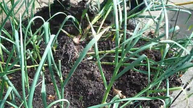 Harvesting the first of this years garli