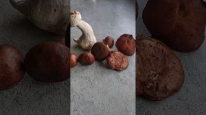 Польский гриб.Как отличить от ложных польских.