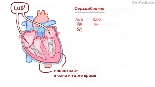Анатомия и физиология сердечно-сосудистой системы кратко смотреть онлайн