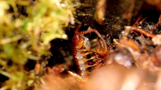 160 ДНЕЙ БЕЗ ЕДЫ - ЭКОСИСТЕМА В ЗАКРЫТОМ ТЕРРАРИУМЕ смотреть онлайн