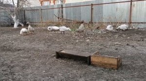 Немного про гусей