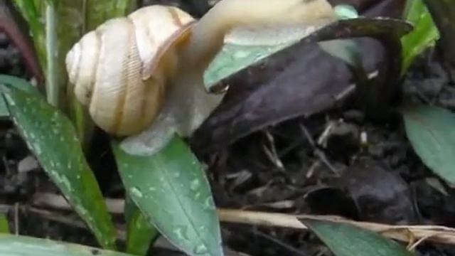 Равлик Улитка смотреть онлайн