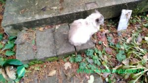 Возвращение блудного кота. Народ не кормите чужих кошек! У них есть хозяева