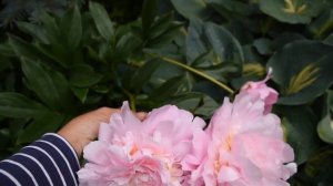 Пион Dinner Plate