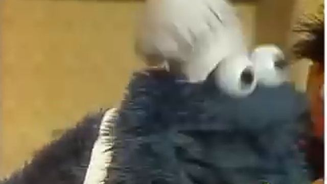 Cookie Monster's Best смотреть онлайн