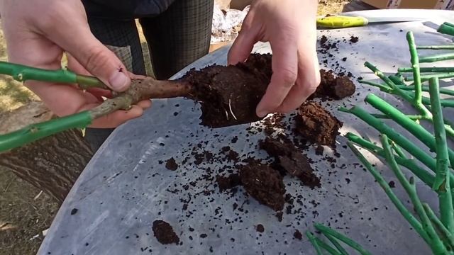 Розы без корней! Российские саженцы из интернет магазина "Саженцы Севера". смотреть онлайн