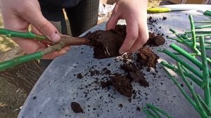 Розы без корней! Российские саженцы из интернет магазина "Саженцы Севера".