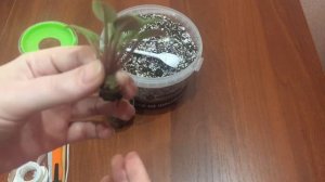 Сгнили корни у фиалки. Что делать???