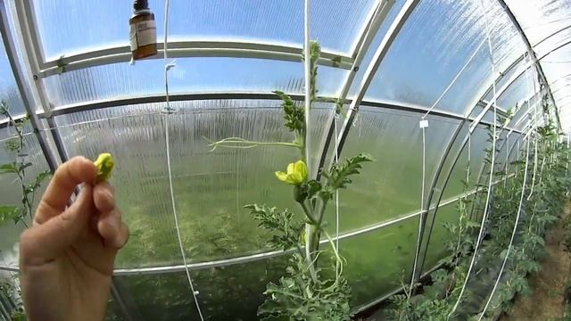 Как опылить Арбузный Цветок смотреть онлайн