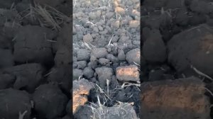 Подготовка земли под сад