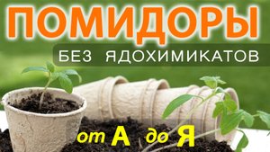 Выращивание томатов по системе ОЖЗ  Урожая в разы больше