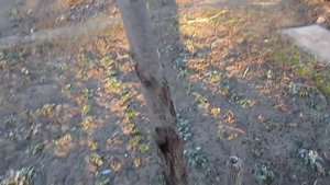 =Солнечные ожоги на дереве - как избежать. Один из способов=