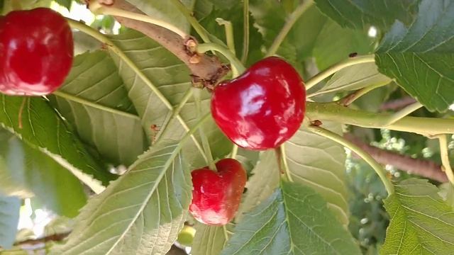 Черешня Скина Cherry Skeena. Сигнальные плоды. Вкусный и качественный сорт. Отзыв от Макси Сад