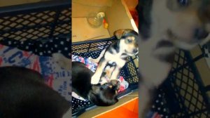 Помесь  ротвейлера  и  немецкой  овчарки