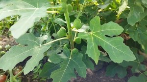 Инжир в Беларуси. Что делать если инжир не успевает вызреть? Выбросить нельзя оставить) Мои выводы