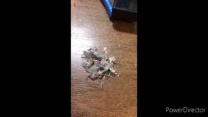 Посудомоечная машина Miele насос не выключается, протекла.