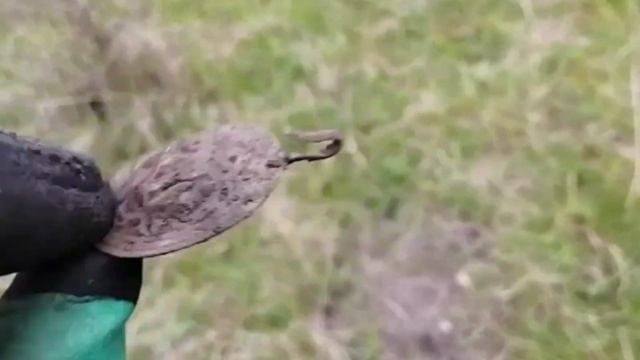 Коп на лугу возле старой церкви. Поиск старины с Эквинокс 600. смотреть онлайн