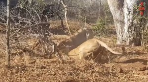 ТРУБКОЗУБ – Самый скрытный зверь. Теперь его стали замечать даже днём, и вот почему!