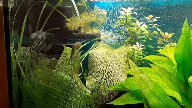 Где поставить аквариум? На что? Почему?????#Будни аквариума смотреть онлайн