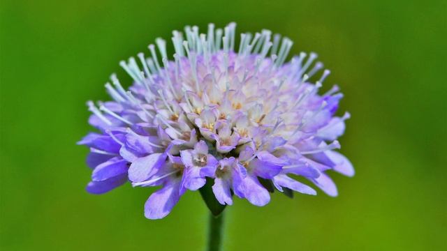 короставник полевой 600 лекарственных растений смотреть онлайн