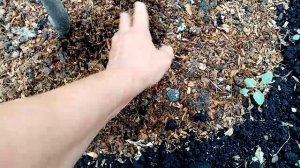 Как Растёт и Развивается Нектарин "ХАРКО" Посаженный в Апреле Месяце. Дереву 3 года.  27 июня 2021г