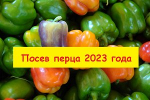 Посев овощей 2023 года - пока только перец сладкий и острый