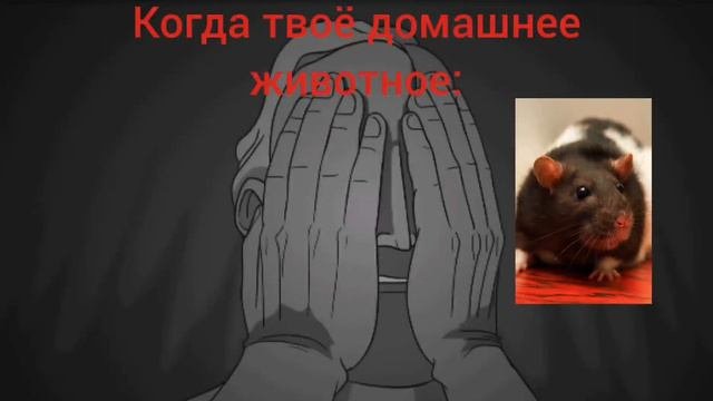 Когда твоё домашнее животное :