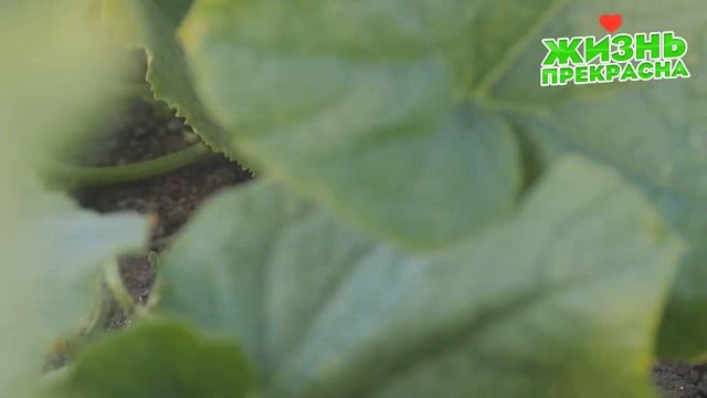 МОЛОЧНАЯ СЫВОРОТКА И ЙОД СПАСЕНИЕ ОГУРЦОВ ОТ ВСЕХ БОЛЕЗНЕЙ + ОТЛИЧНАЯ ПОДКОРМКА! смотреть онлайн