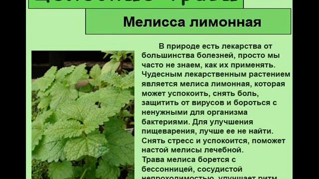 Мелисса лимонная
