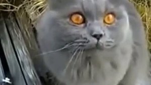 Кошачий разговор   Как ругаются коты