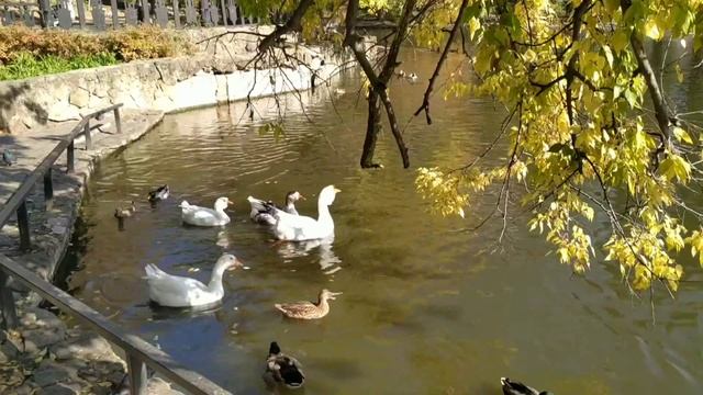 Городской сад в Краснодаре. Основан в 1848 году. смотреть онлайн