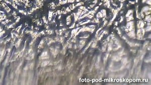 Шкурка от колбасы под микроскопом