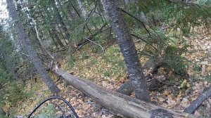 Пореветь изюбря поехал, лося и снять фотоловушки, часть2