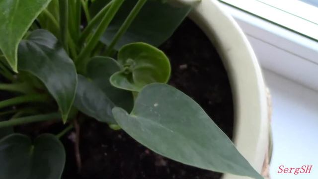 Тест камера Canon HF R506 1080/50p смотреть онлайн