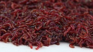 Комары звонцы и мотыль, их личинки, в аквариуме и в дикой природе // Clever Cricket