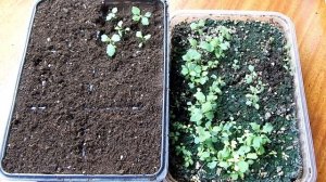 #2 Пикировка сеянцев спиреи. Размножение спиреи семенами.