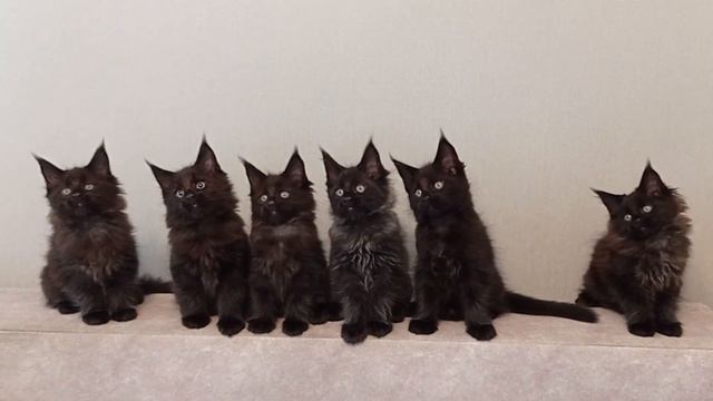 Серные солидные малыши мейн куны. смотреть онлайн