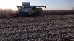 ?Уборка кукурузы на зерно ? комбайнами Claas Tucano 580