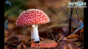 ГРИБЫ. УЧИМ АНГЛИЙСКИЙ. ПЕРВЫЕ СЛОВА русс+англ