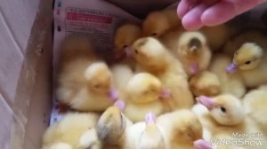 Часть 2. Идеальный режим инкубации в инкубаторе " Несушка" БИ