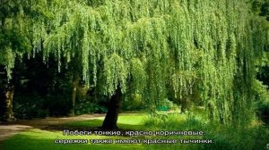 Какую иву посадить на даче — выбираем компактные сорта