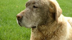 Переводчик с собачьего языка